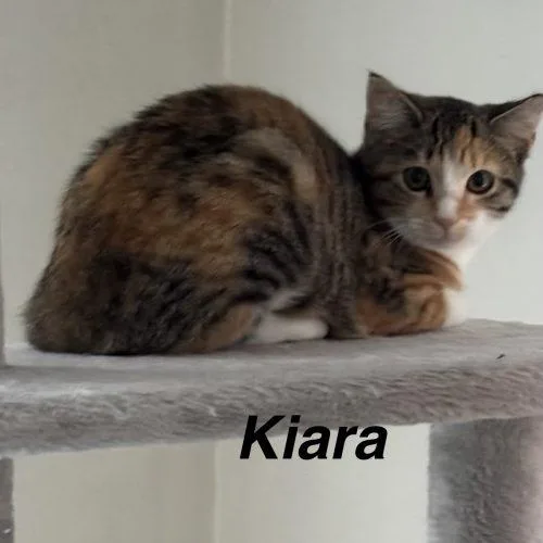 A young small-sized female Tabby (Brown / Chocolate) Domestic Short Hair cat named Kiara for adoption in Seven Valleys, PA