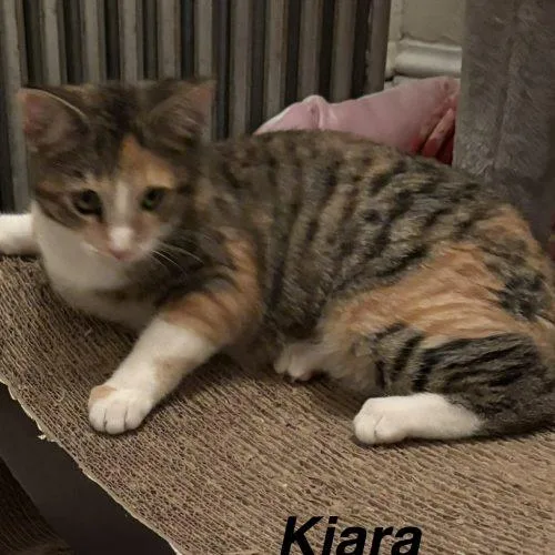 Kiara thumbnail 2
