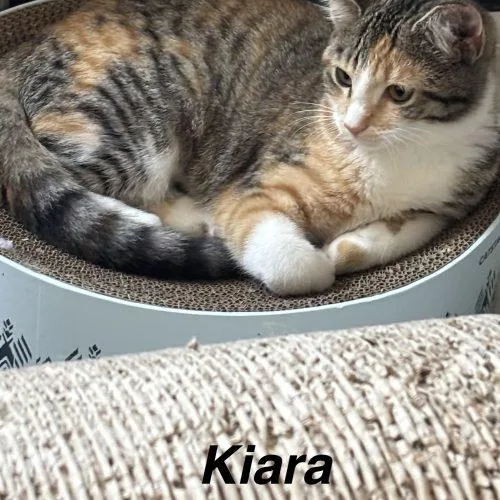Kiara thumbnail 3