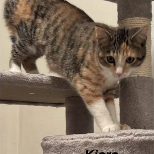 Kiara thumbnail 4