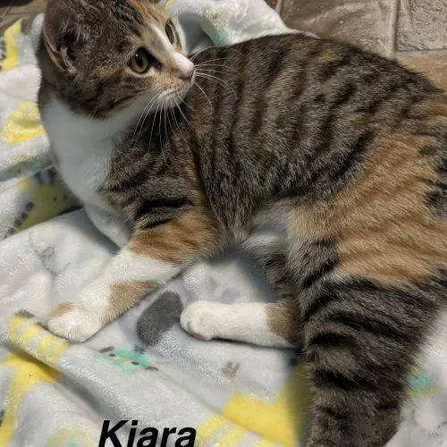 Kiara thumbnail 5