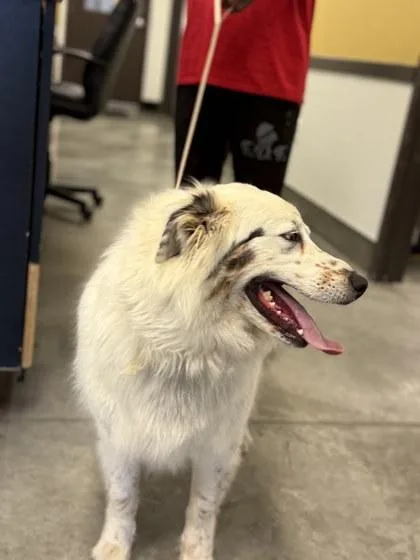 Taffydeaf thumbnail 2