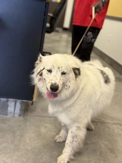 Taffydeaf thumbnail 3