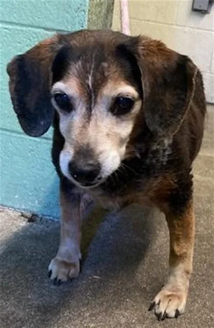 A senior small-sized male Beagle dog named Moonshine for adoption in Sacramento, CA