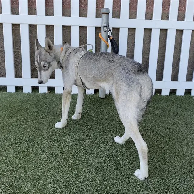 A young medium-sized male Siberian Husky dog named A for adoption in Modesto, CA