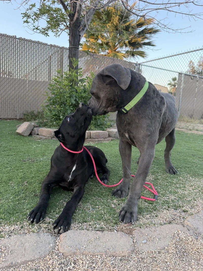 A baby extra large-sized female Cane Corso dog named Sera for adoption in Glendale, AZ