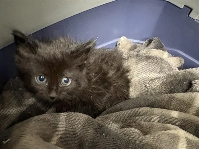 A baby small-sized female Domestic Short Hair cat named Liliana for adoption in Saint Louis, MO
