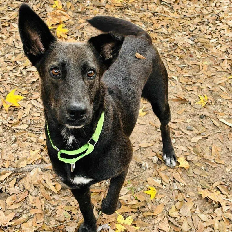 An adult medium-sized female Black Shepherd dog named Meg for adoption in Spring, TX
