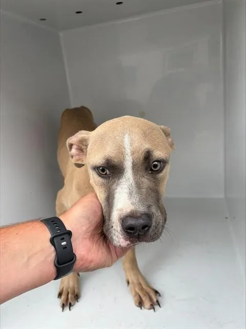A young medium-sized male Pit Bull Terrier dog named Clay for adoption in Augusta, GA