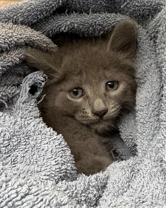 A young medium-sized female Domestic Long Hair cat named Taffy for adoption in Katy, TX