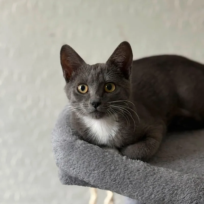 A baby medium-sized female Gray & White Domestic Short Hair cat named Thorn for adoption in Queen Creek, AZ