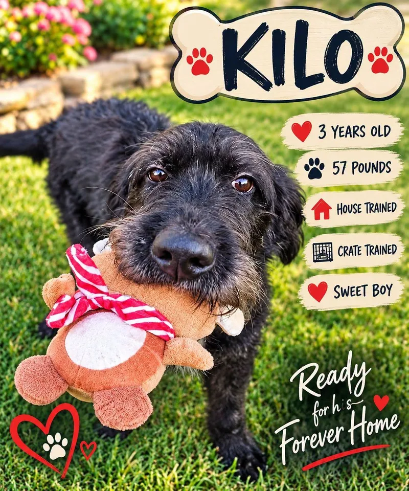 An adult medium-sized male Labradoodle dog named Kilo for adoption in Fort Worth, TX