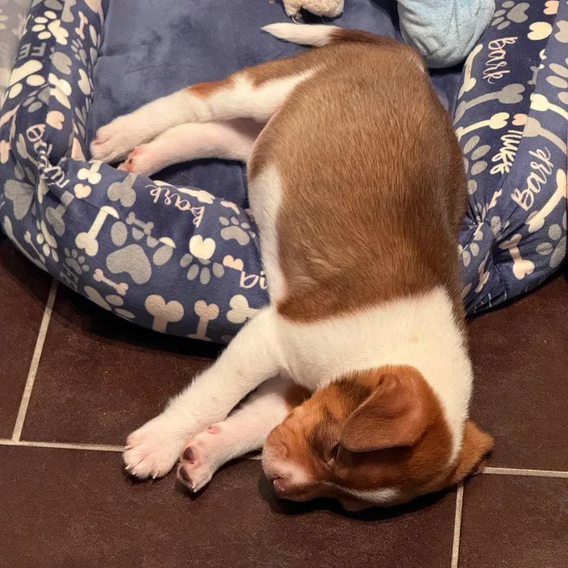 A baby small-sized male White / Cream Mixed Breed dog named Caca for adoption in Buffalo, MN