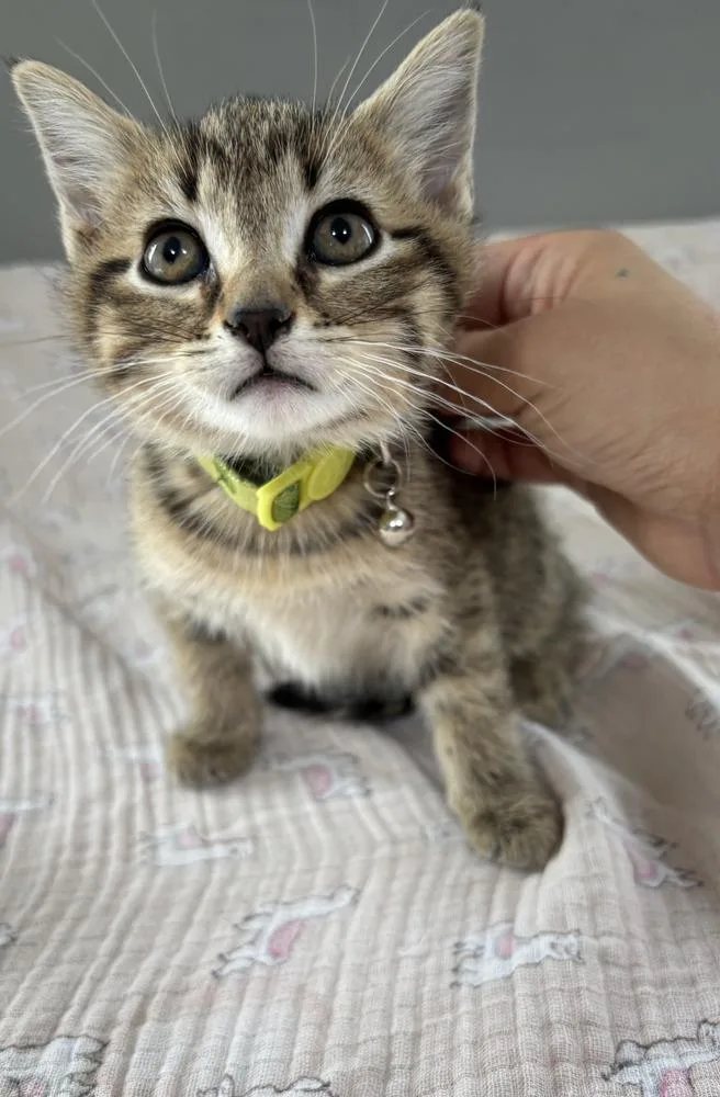 A baby small-sized female Domestic Short Hair cat named Brie for adoption in Dickson, TN
