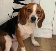 A young small-sized female Tricolor (Brown, Black, & White) Beagle dog named Ruby Sue for adoption in Atco, NJ