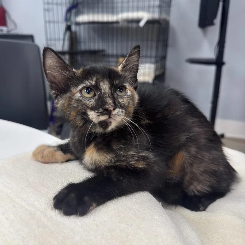 A baby small-sized female Domestic Medium Hair cat named Sierra for adoption in Waco, TX