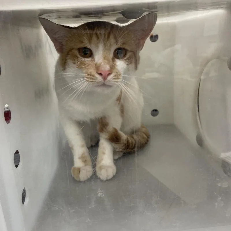 An adult medium-sized male Orange / Red Domestic Short Hair cat named StrayPineNeedleDrive for adoption in Columbus, GA