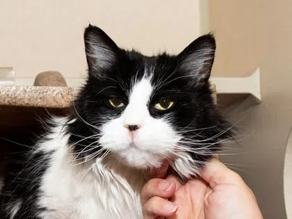 An adult medium-sized male Domestic Medium Hair cat named Pepper for adoption in Longmont, CO