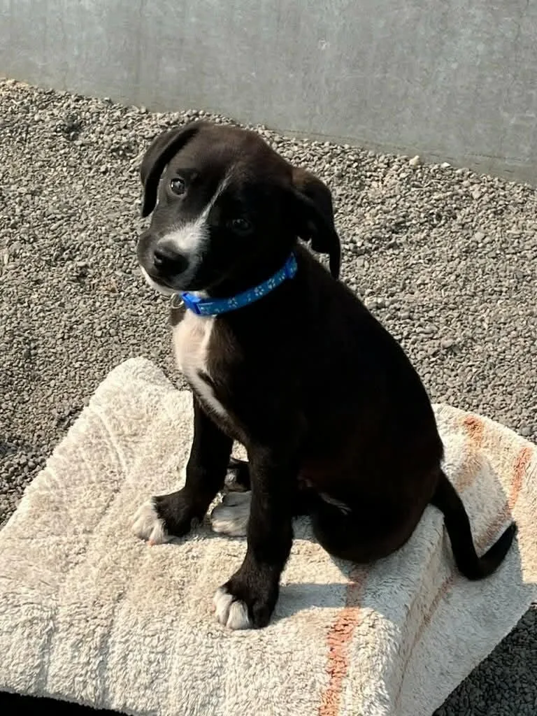 A baby medium-sized male Mixed Breed dog named Sid RIDGE PUPPY IN for adoption in Othello, WA