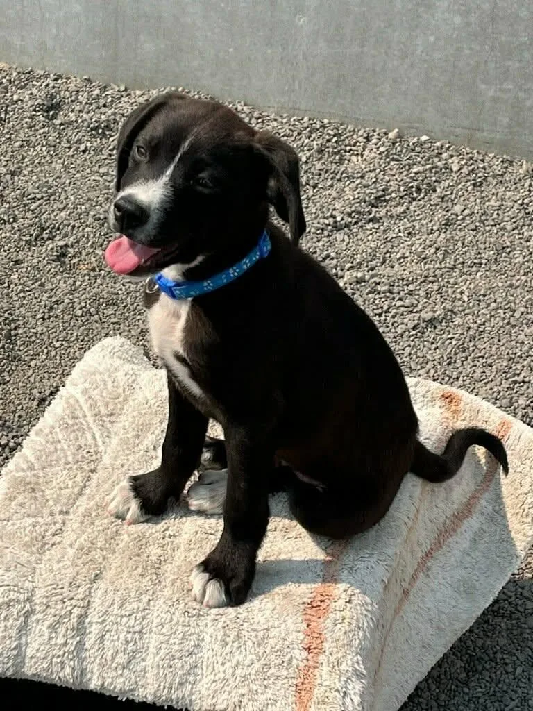 Sid RIDGE PUPPY IN thumbnail 2