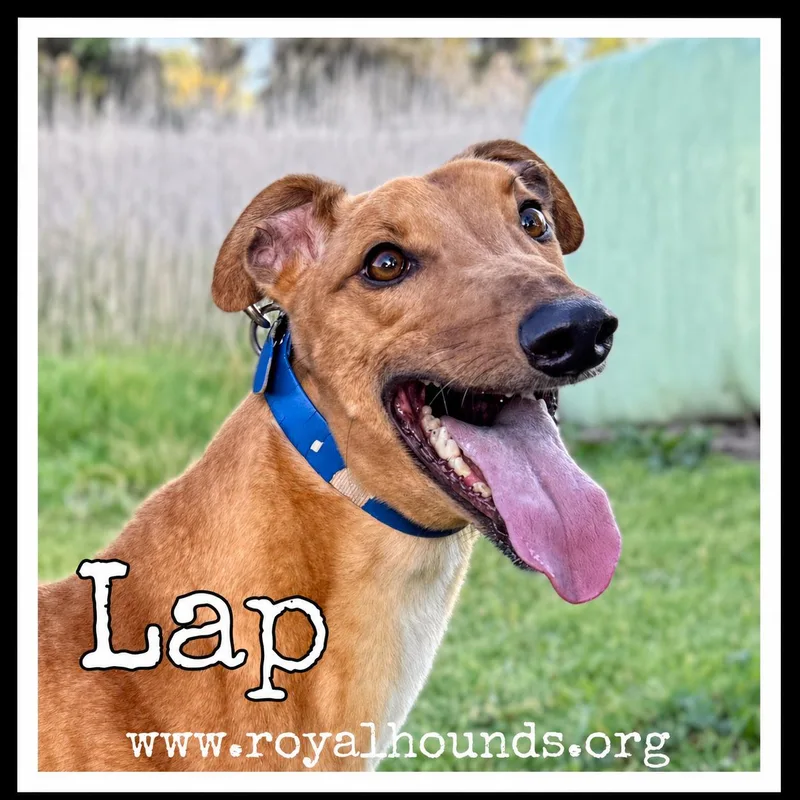 An adult large-sized male Yellow / Tan / Blond / Fawn Greyhound dog named Lap for adoption in Seattle, WA