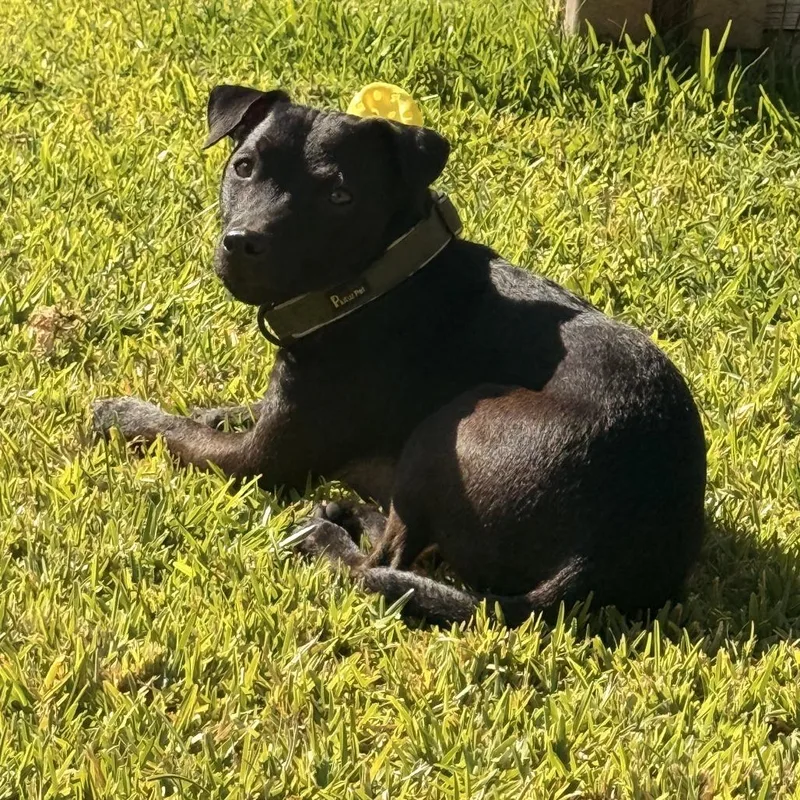 An adult small-sized male Black Terrier dog named Mack for adoption in Oceanside, CA