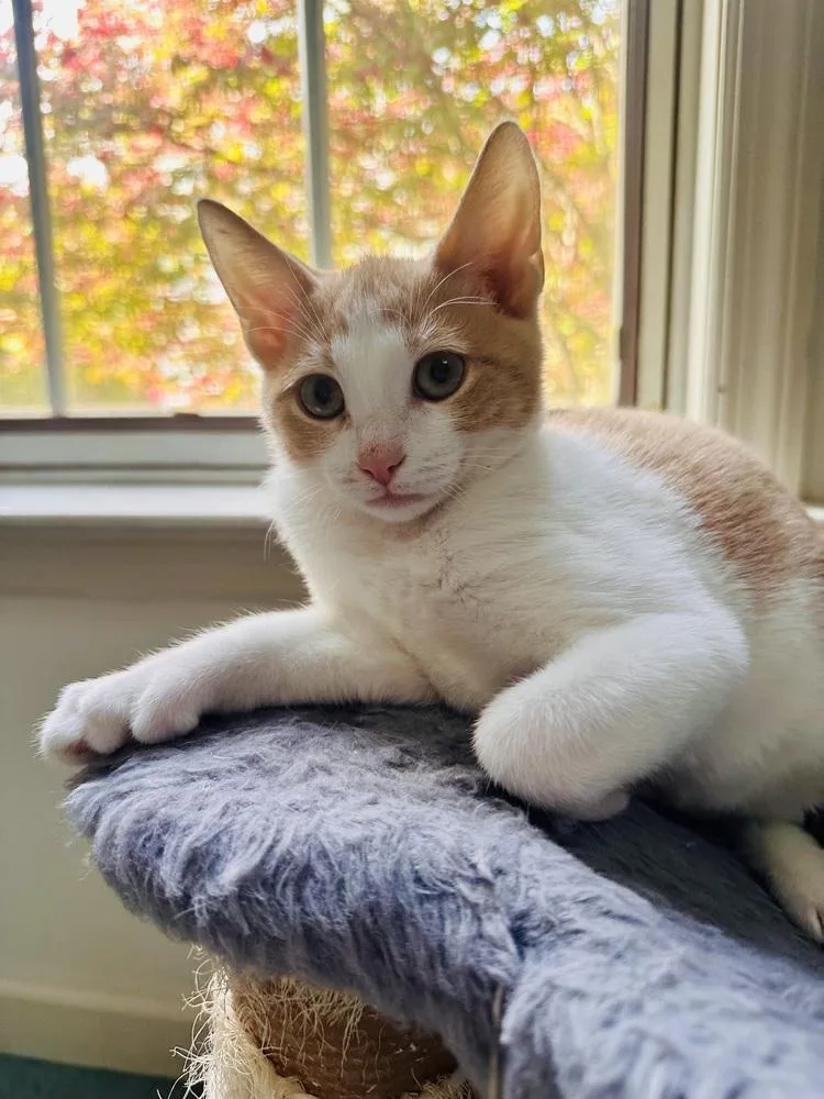 A baby small-sized male Extra-Toes Cat / Hemingway Polydactyl cat named GoT: Tyrion Lannister for adoption in Warren, CT