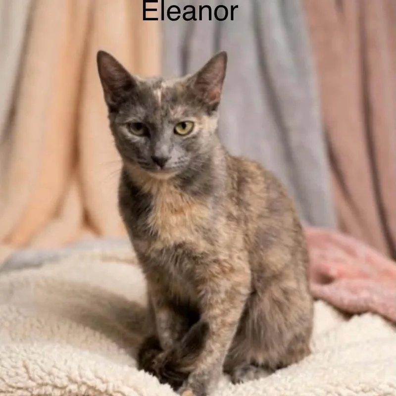 A young medium-sized female Dilute Tortoiseshell cat named Eleanor for adoption in Wyandotte, MI