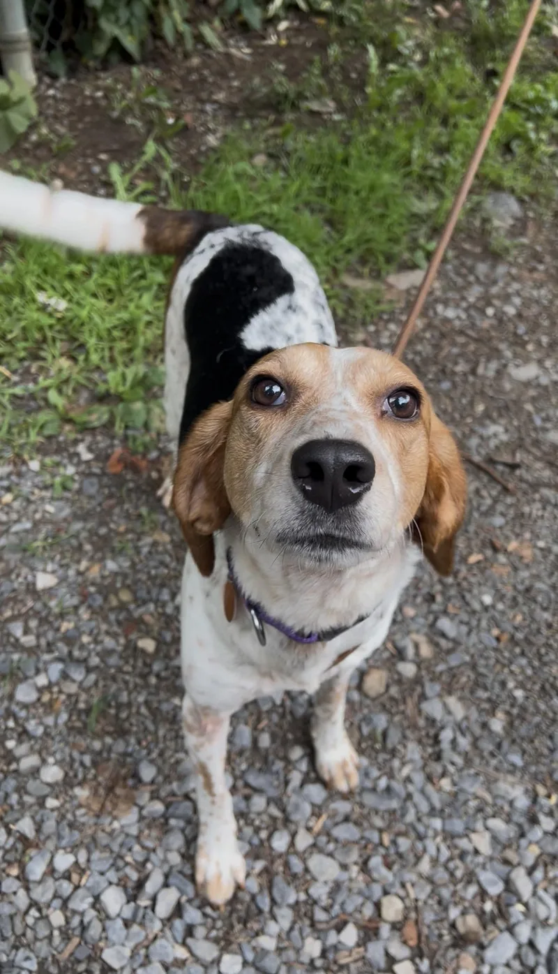 An adult medium-sized female Tricolor (Brown, Black, & White) Coonhound dog named Dulcimer for adoption in Millerstown, PA
