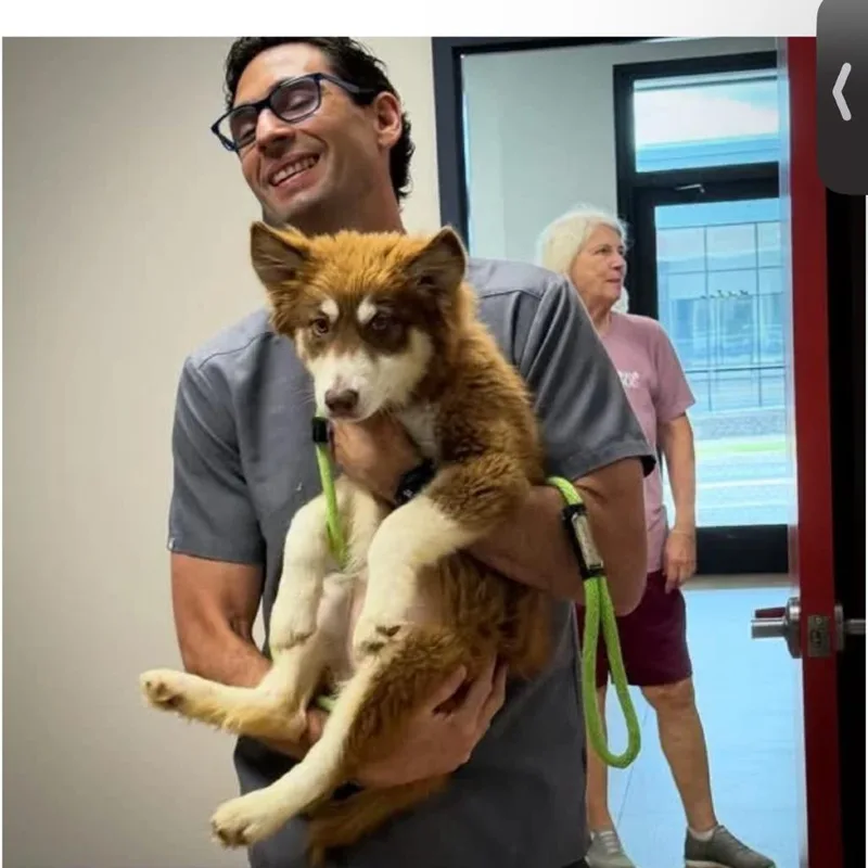 A baby small-sized female Brown / Chocolate Husky dog named Jazzy for adoption in Springboro, OH
