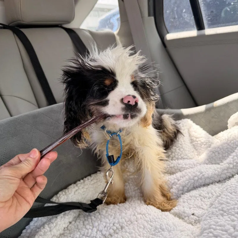 A young medium-sized female Cocker Spaniel dog named Clara Bow for adoption in Dallas, TX