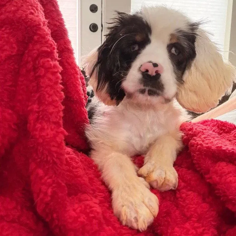 Clara Bow thumbnail 2