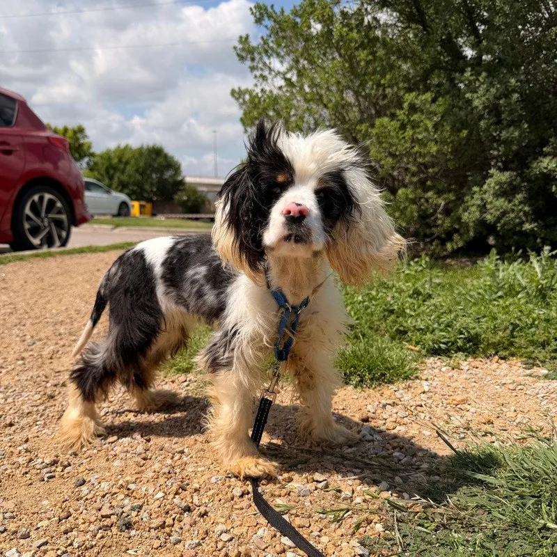Clara Bow thumbnail 3