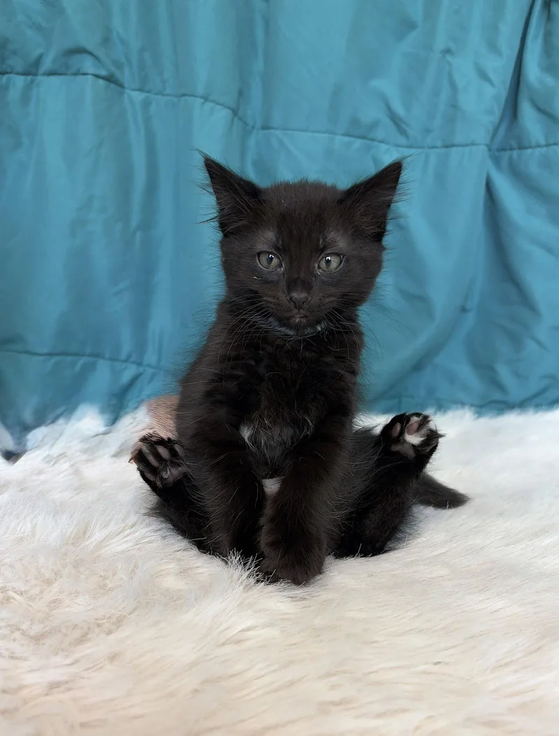 A baby medium-sized male Black Domestic Short Hair cat named Griffin for adoption in Elgin, IL