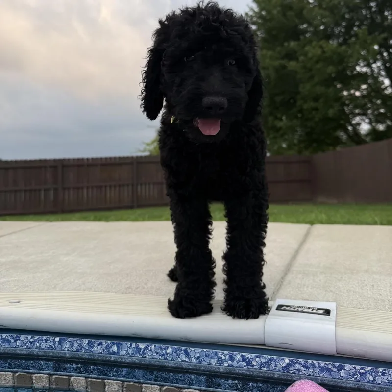 Pepper