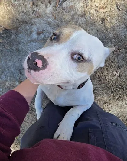 An adult large-sized female American Staffordshire Terrier dog named A Lani for adoption in North Charleston, SC