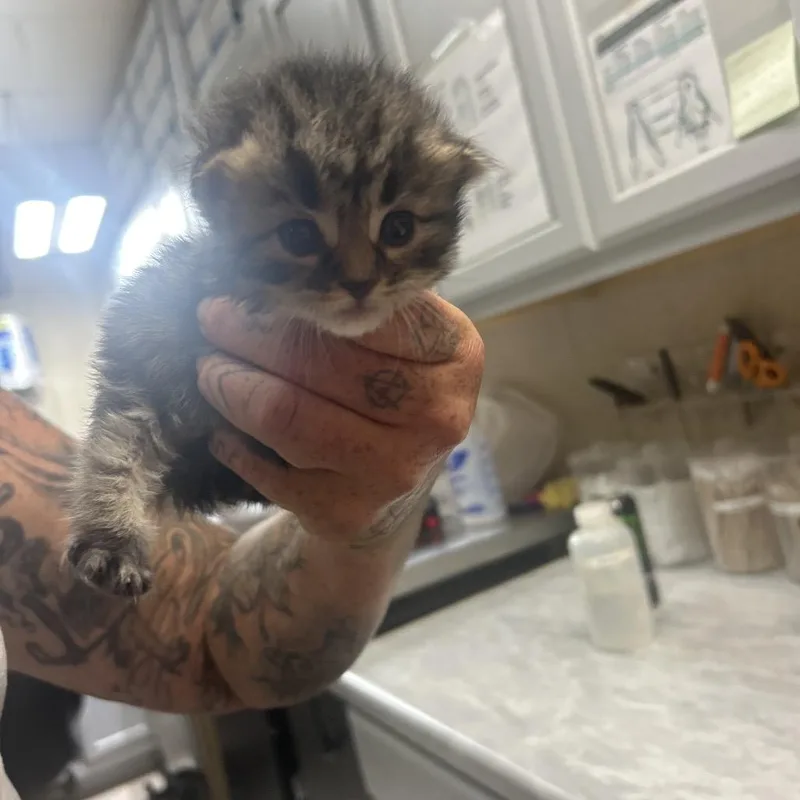 A baby small-sized male Black Domestic Medium Hair cat named Jasper for adoption in Lewisburg, WV
