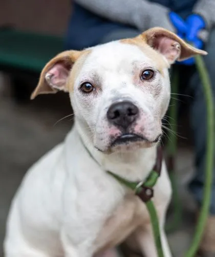 An adult medium-sized male Mixed Breed dog named Roronoa for adoption in Chamblee, GA