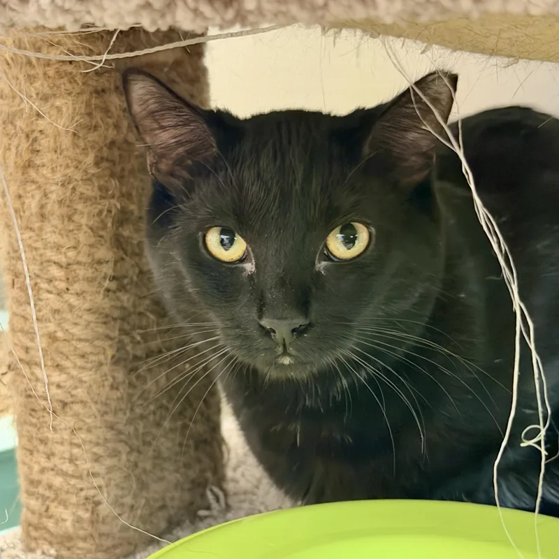 A young medium-sized female Black Domestic Short Hair cat named Cleocatra for adoption in Palm Harbor, FL