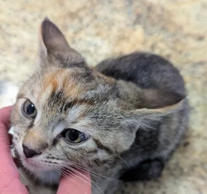 A baby small-sized female Domestic Short Hair cat named Phoebe for adoption in Independence, MO