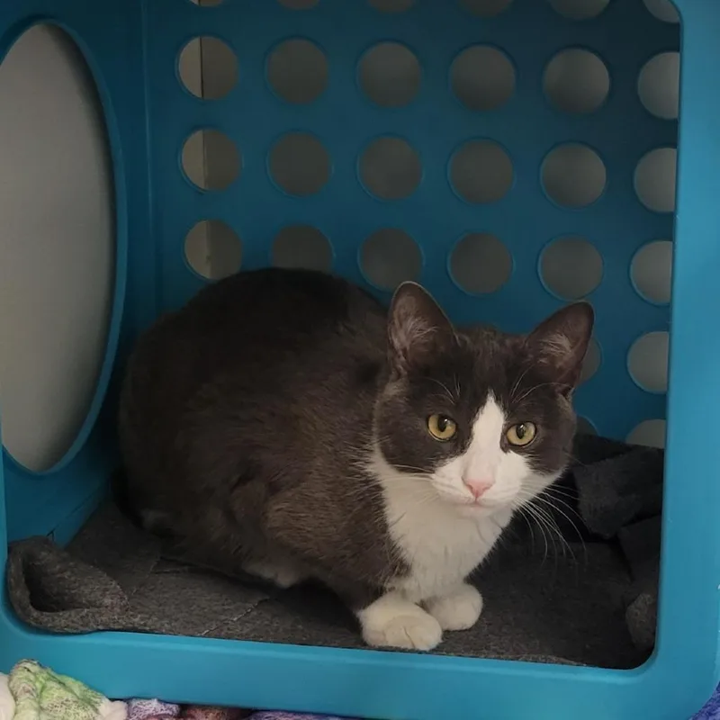 A young medium-sized male Gray / Blue / Silver Domestic Short Hair cat named Peach for adoption in Wheeling, IL