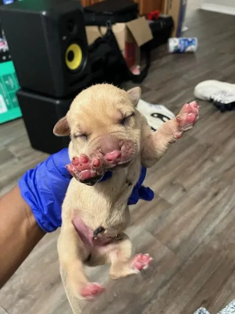 A baby medium-sized male Mixed Breed dog named Peppermint for adoption in Dallas, TX