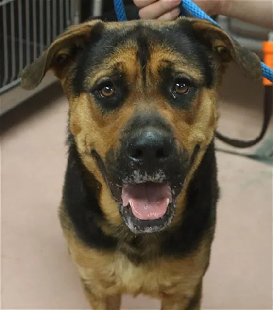 An adult large-sized female Mixed Breed dog named Peach for adoption in Columbia, SC
