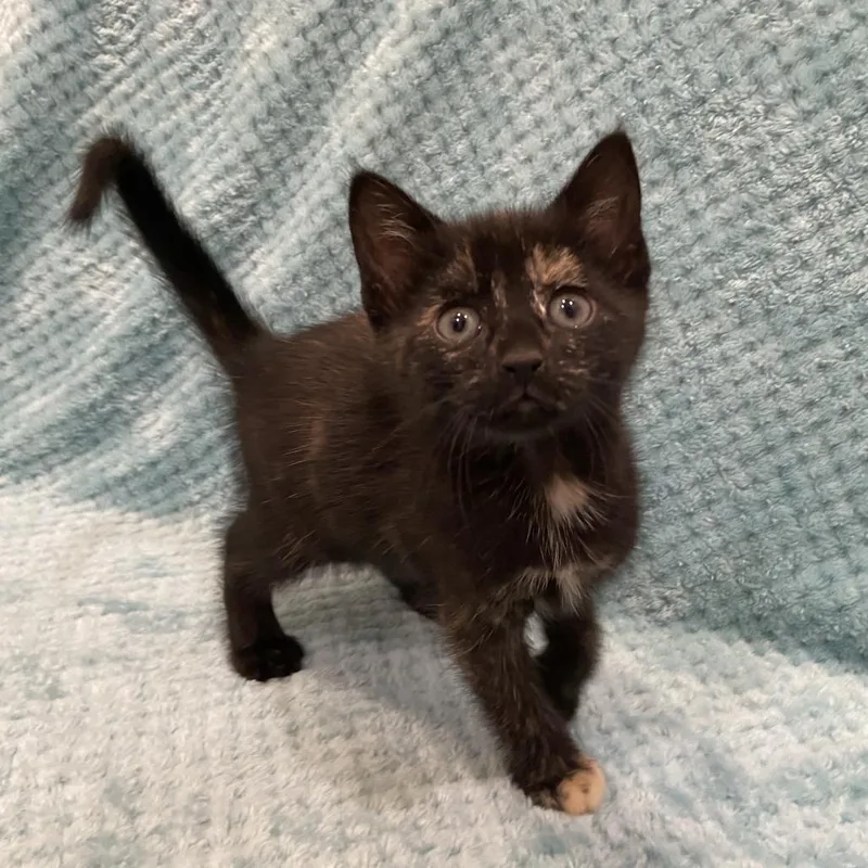 A baby small-sized female Tortoiseshell Domestic Short Hair cat named Wren for adoption in Washington Township, OH