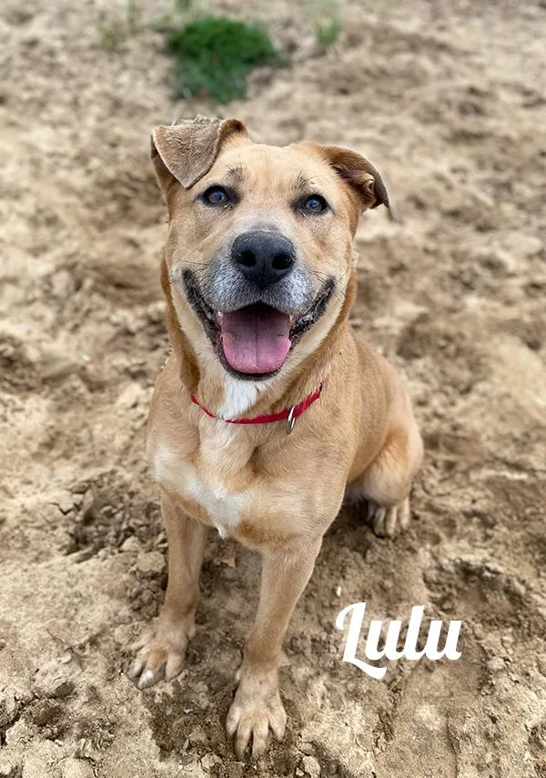 An adult medium-sized female Yellow / Tan / Blond / Fawn Labrador Retriever dog named LuLu for adoption in Prudenville, MI