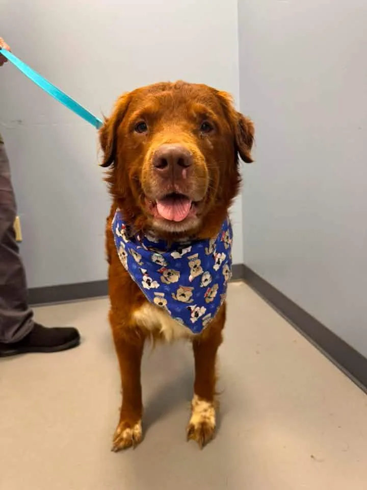 A senior large-sized male Collie dog named Fats for adoption in Zanesville, OH