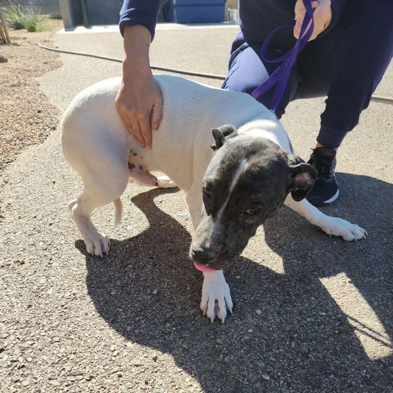 A young medium-sized male White / Cream American Bulldog dog named Kasey for adoption in Kingman, AZ
