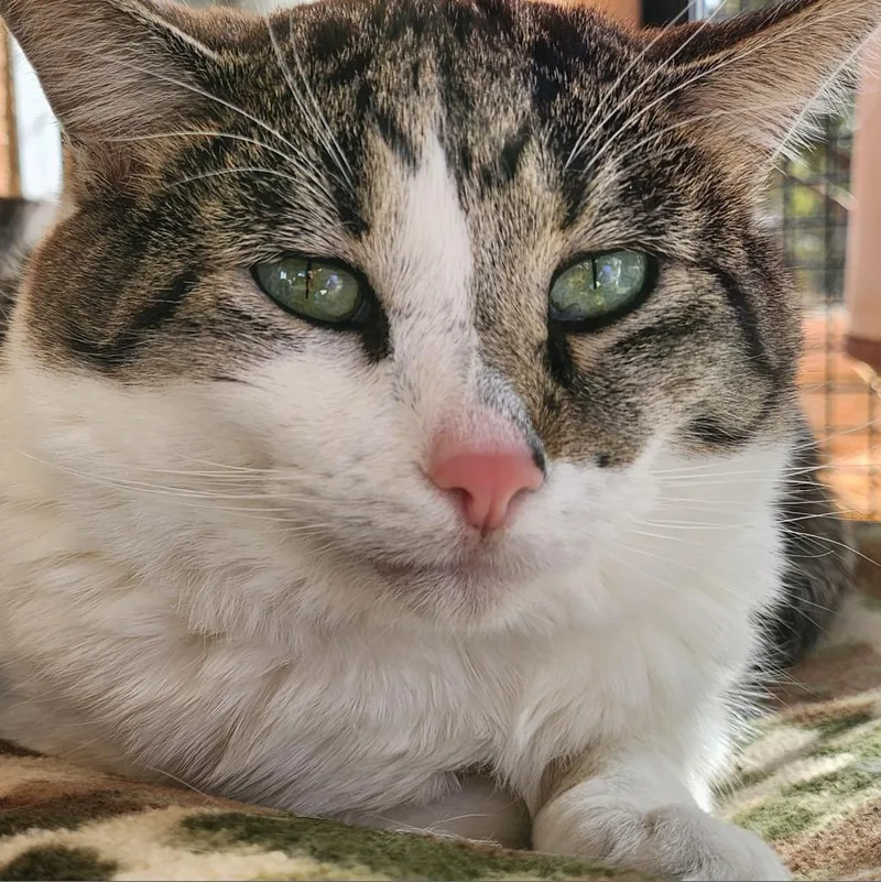 A senior large-sized male Brown / Chocolate Domestic Short Hair cat named Anthony for adoption in Kanab, UT