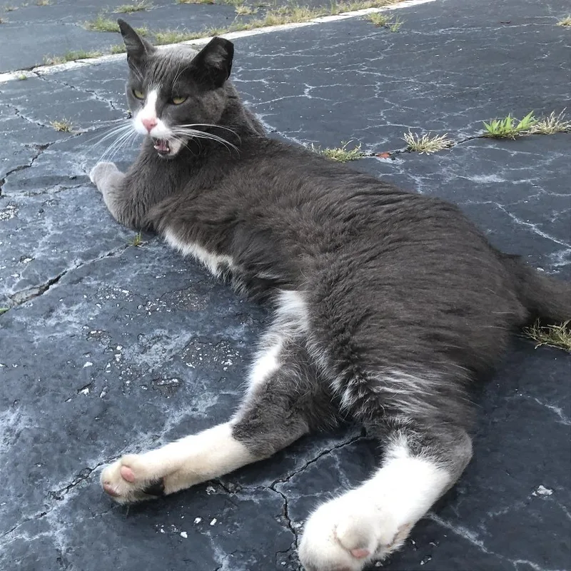 A young medium-sized female Domestic Short Hair cat named Socks for adoption in Cumming, GA