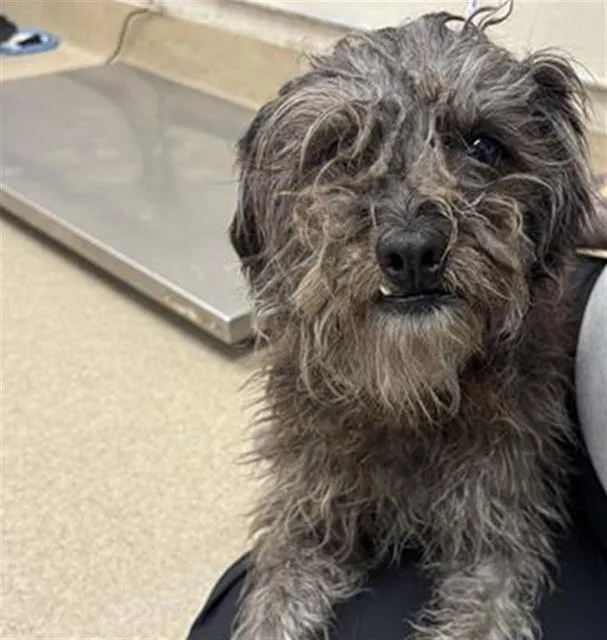 A young small-sized male Schnauzer dog named Westly for adoption in Grand Prairie, TX